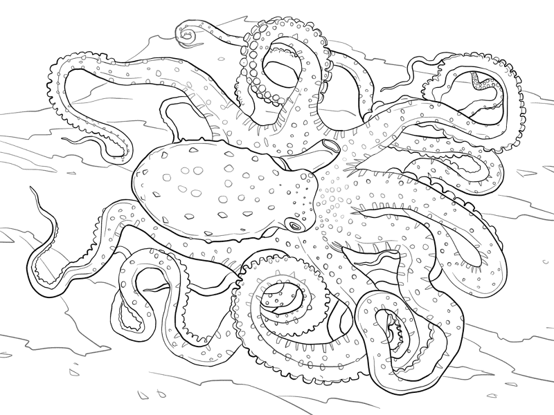Atlantic White Spotted Octopus Coloring Pages Md Coloring Page — Free Printable — free printable coloring page