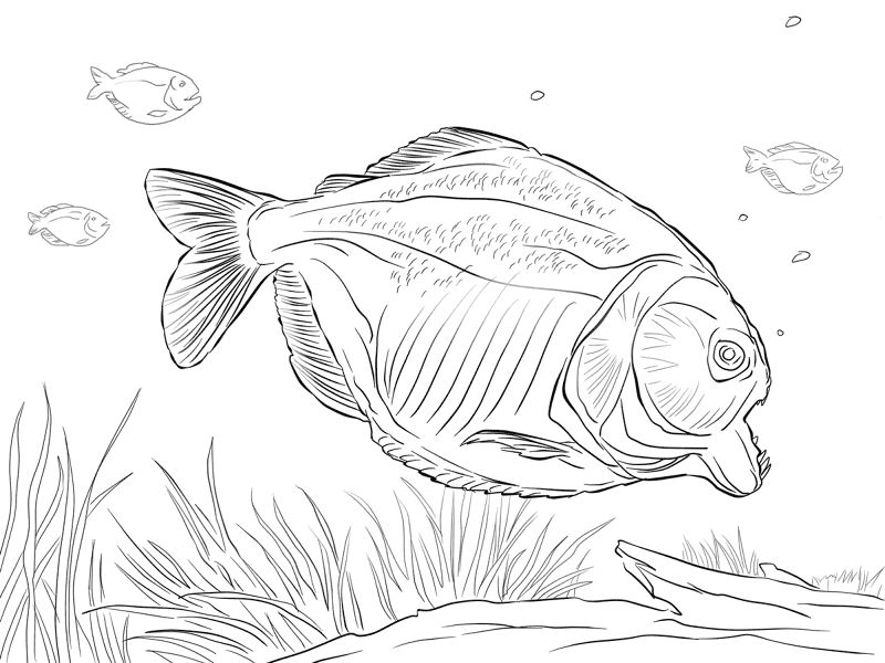 Attacking Piranha Md Coloring Page — Free Printable — free printable coloring page