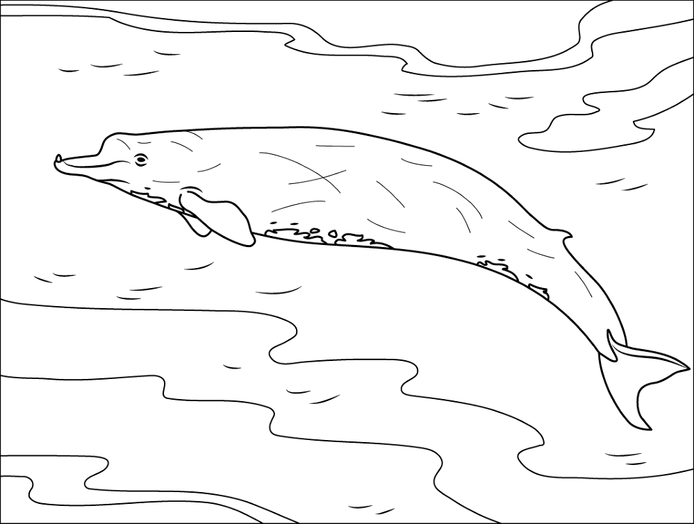 Bairds Beaked Whale Coloring Page Md Coloring Page — Free Printable — free printable coloring page