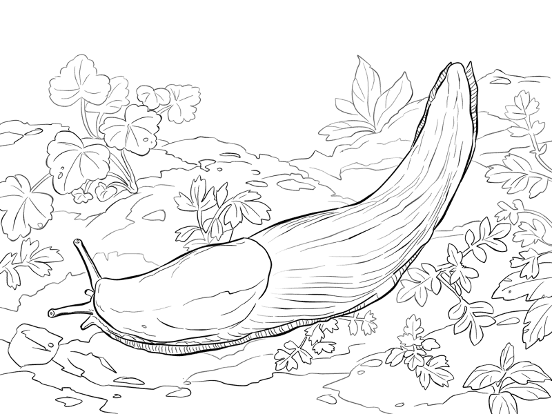 Banana Slug Coloring Pages Md Coloring Page — Free Printable — free printable coloring page