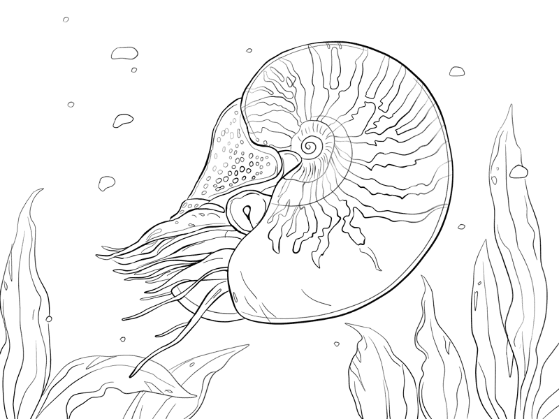 Bellybutton Nautilus Coloring Pages Md Coloring Page — Free Printable — free printable coloring page