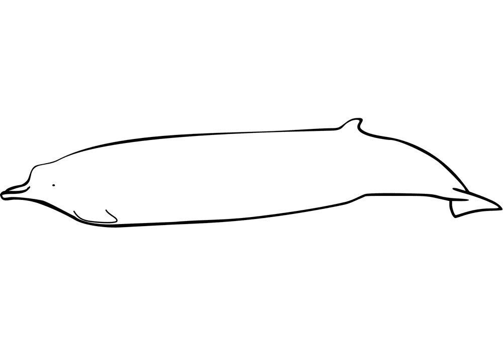 Berardius Minimus Beaked Whale Coloring Page Md Coloring Page — Free Printable — free printable coloring page
