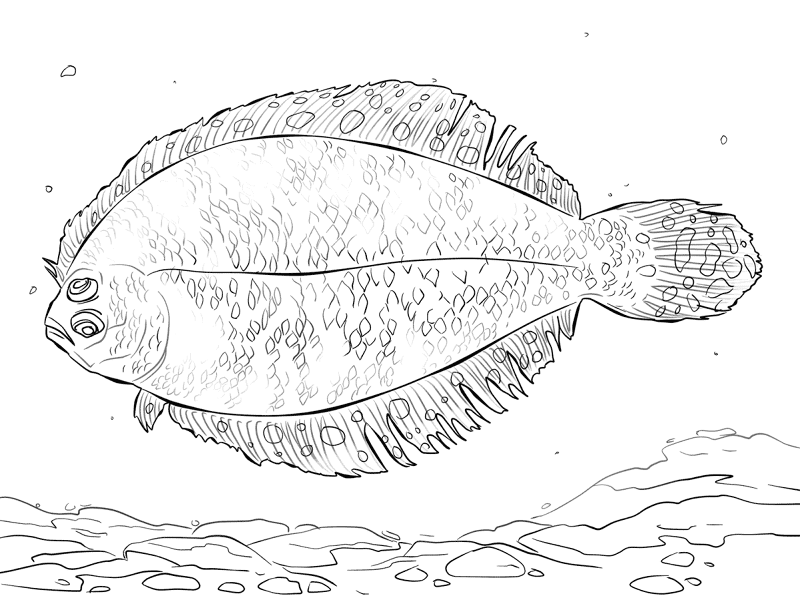 Bigeye Flounder Md Coloring Page — Free Printable — free printable coloring page