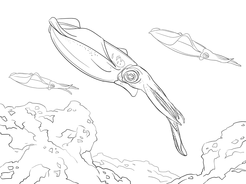 Bigfin Reef Squid Coloring Pages Md Coloring Page — Free Printable — free printable coloring page