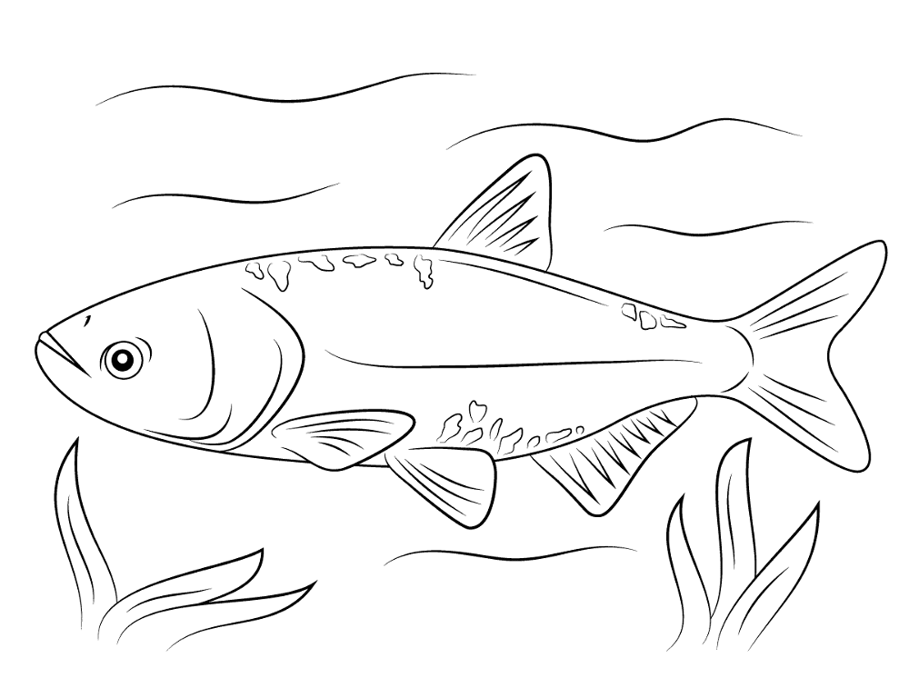 Bighead Carp Coloring Pages Md Coloring Page — Free Printable — free printable coloring page