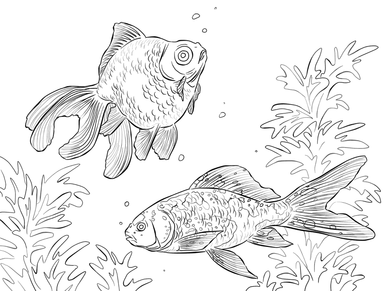 Black Moor And Shubunkin Goldfishes Md Coloring Page — Free Printable — free printable coloring page
