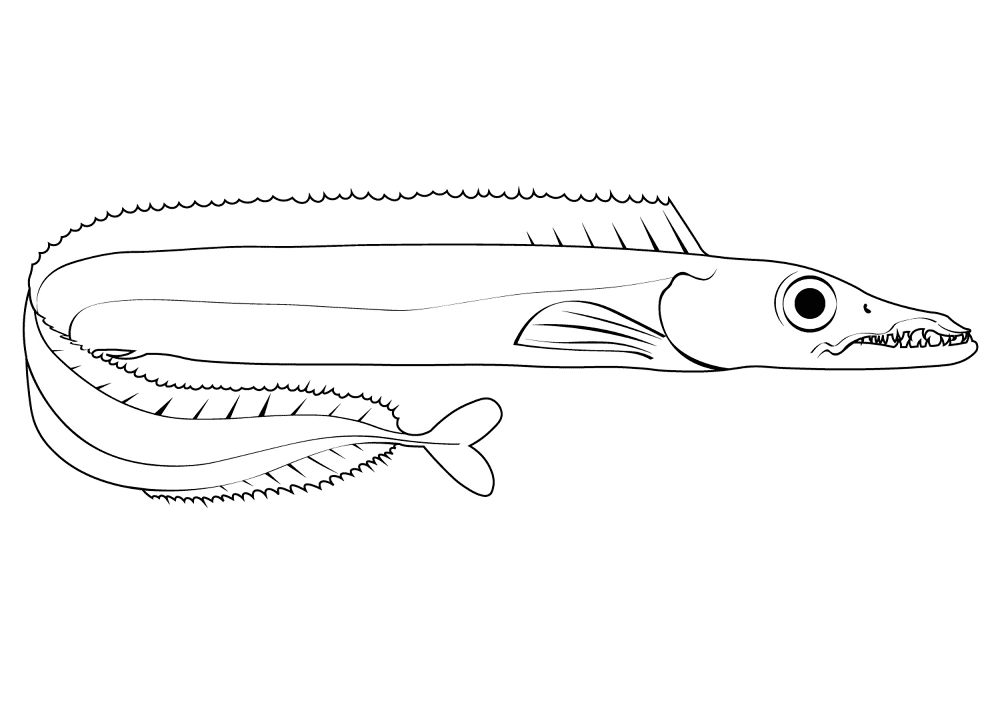 Black Scabbardfish Aphanopus Carbo Coloring Page Md Coloring Page — Free Printable — free printable coloring page