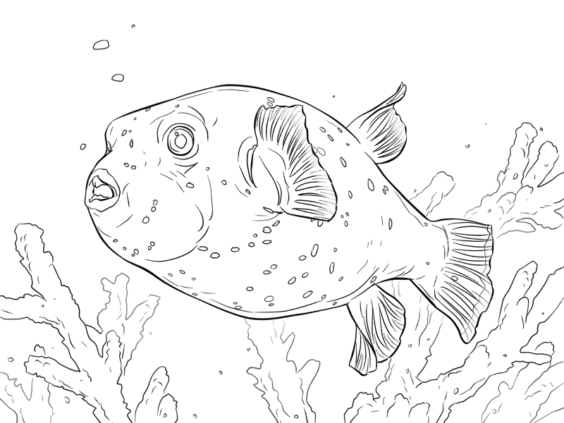 Black Spotted Puffer Coloring Pages Md Coloring Page — Free Printable — free printable coloring page