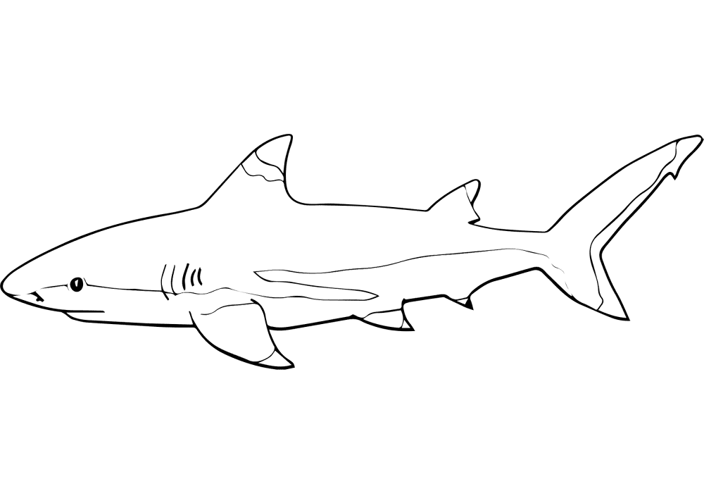 Blacktip Reef Shark Coloring Page Md Coloring Page — Free Printable — free printable coloring page