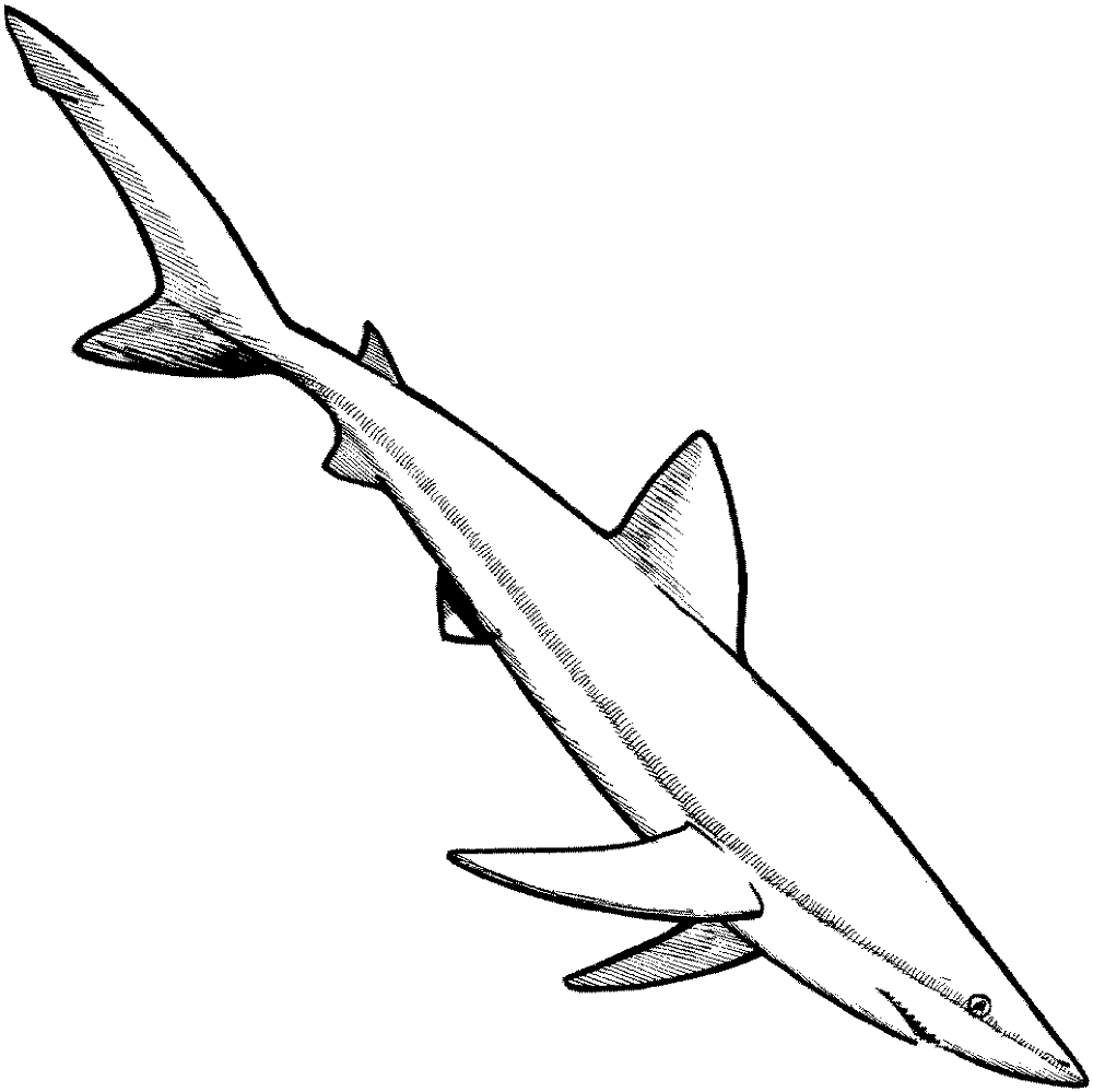 Blue Shark 1 Coloring Page Md Coloring Page — Free Printable — free printable coloring page
