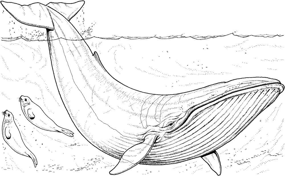 Blue Whale Coloring Page Md Coloring Page — Free Printable — free printable coloring page