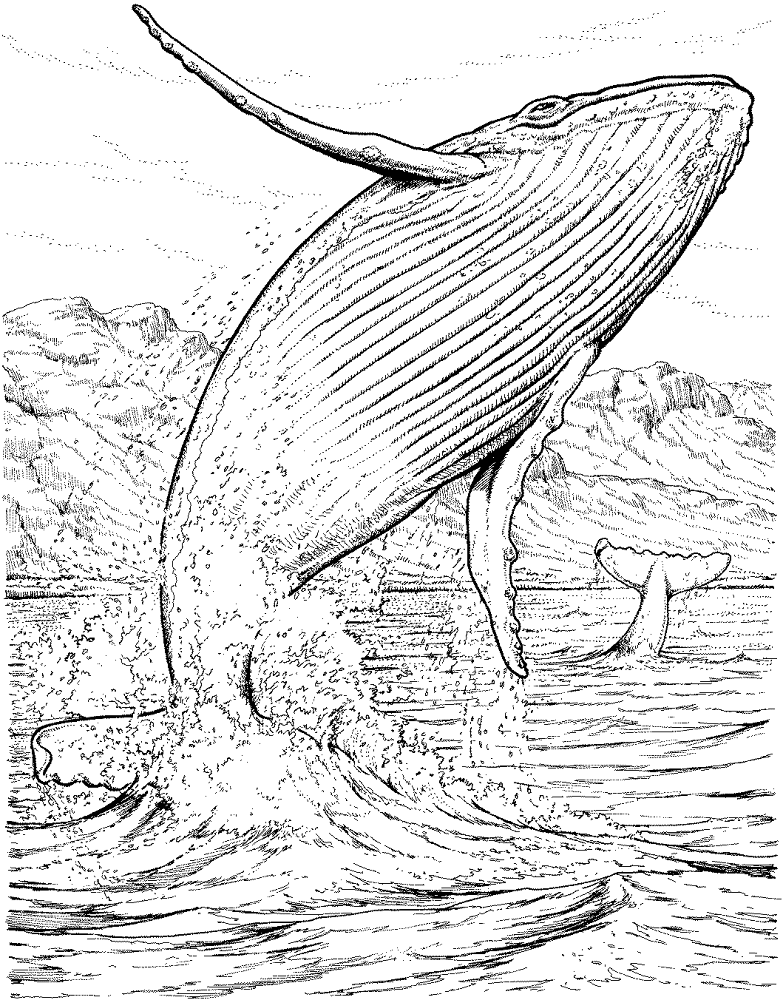 Blue Whale Jumping Out Of The Water Coloring Page Md Coloring Page — Free Printable — free printable coloring page