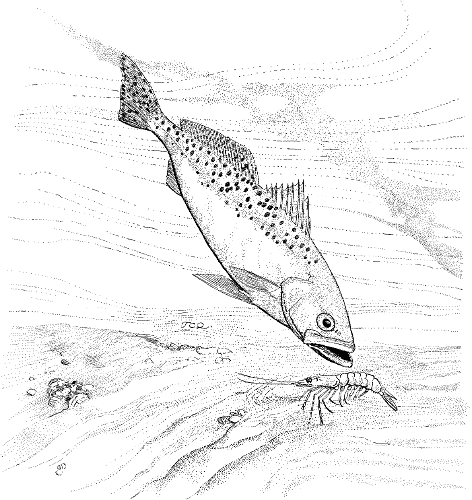 Bluefish And Shrimp Coloring Page Md Coloring Page — Free Printable — free printable coloring page
