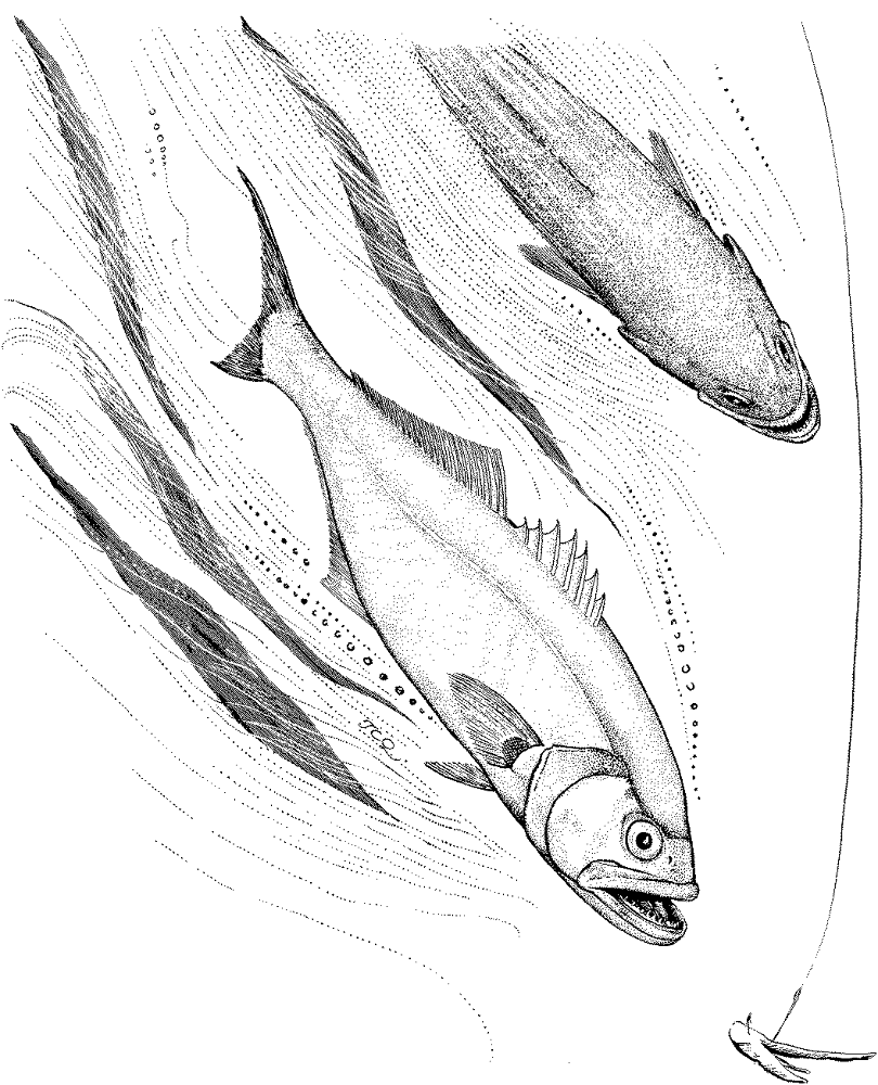 Bluefish Fishing Coloring Page Md Coloring Page — Free Printable — free printable coloring page