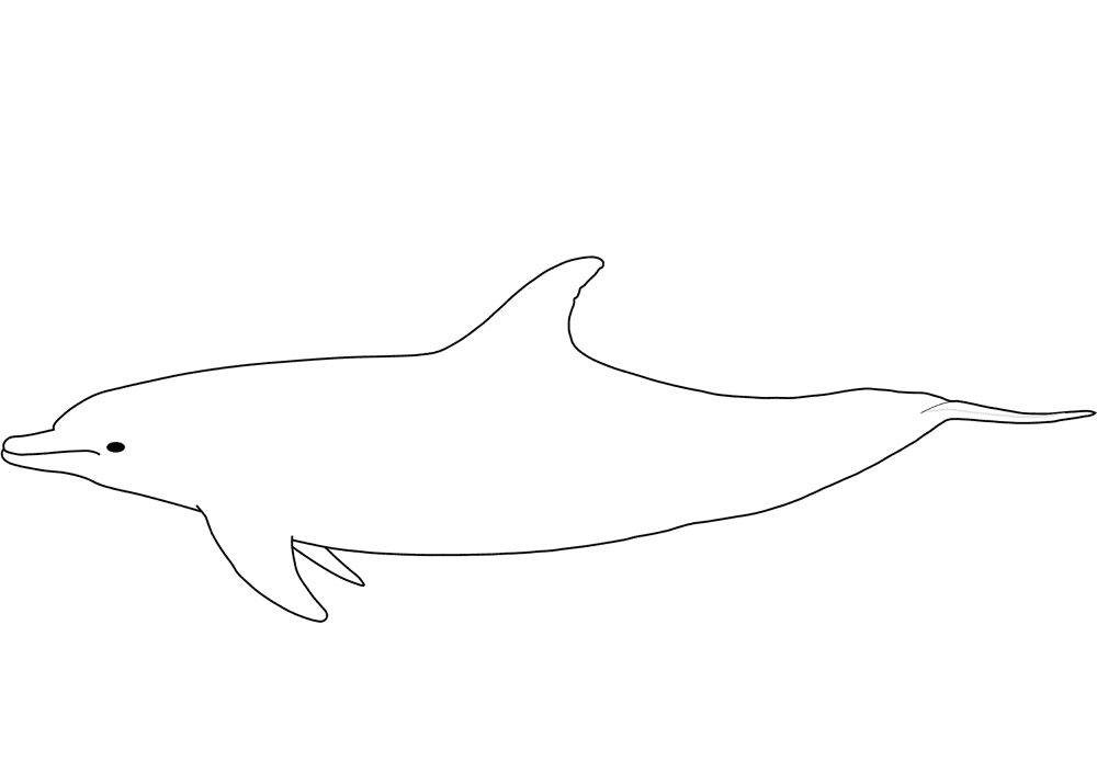 Bottlenose Dolphin Coloring Page Md Coloring Page — Free Printable — free printable coloring page