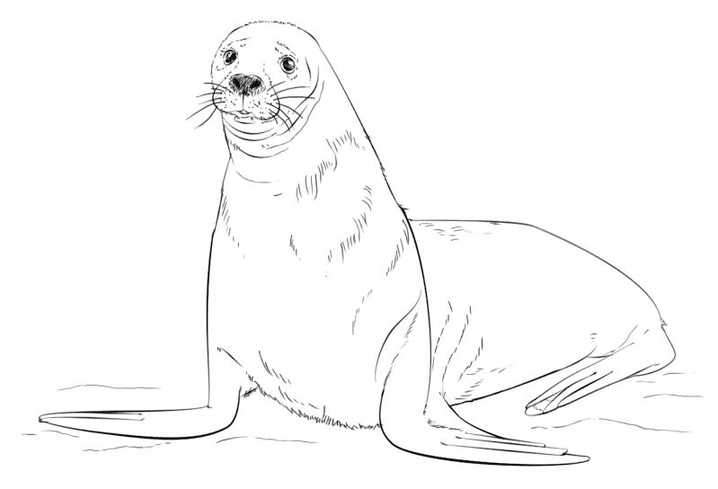 Brown Fur Seal Coloring Page Md Coloring Page — Free Printable — free printable coloring page
