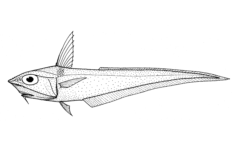 Caelorinchus Mirus Gargoyle Fish Coloring Page Md Coloring Page — Free Printable — free printable coloring page