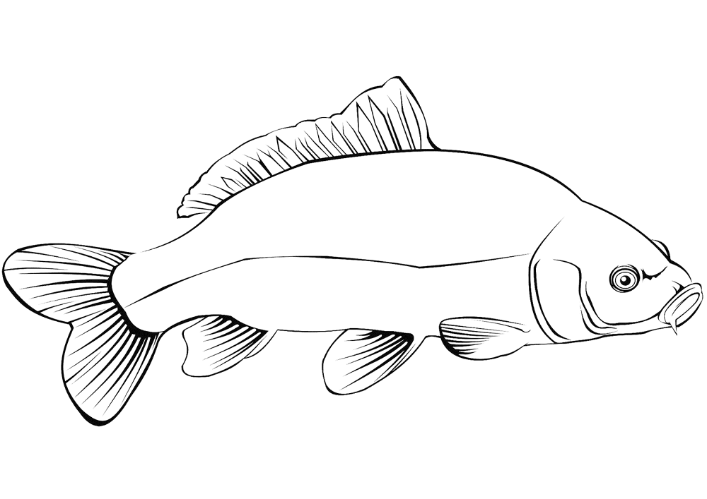 Carp 5 Coloring Page Md Coloring Page — Free Printable — free printable coloring page