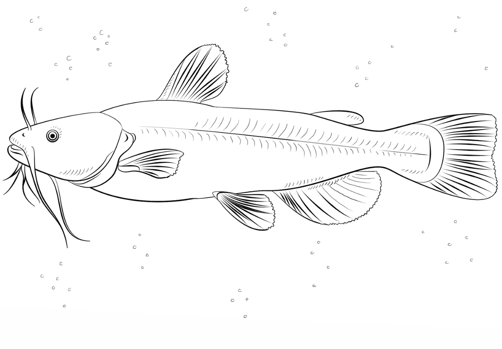 Catfish Coloring Page Md Coloring Page — Free Printable — free printable coloring page