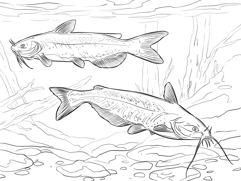 Channel Catfishes Coloring Pages Md Coloring Page — Free Printable — free printable coloring page