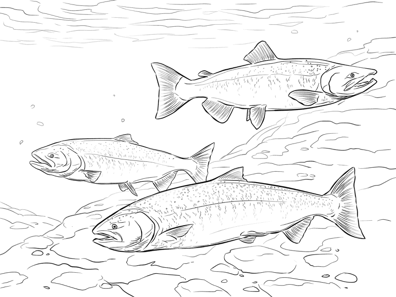 Chinook Salmon Md Coloring Page — Free Printable — free printable coloring page
