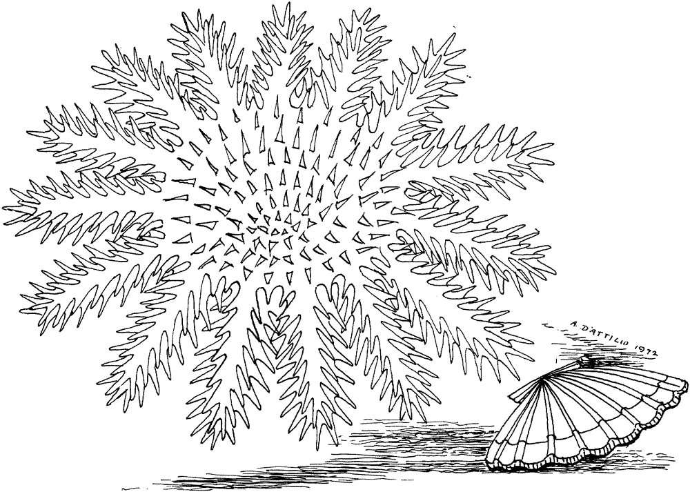 Clam On Bottom Line Coloring Page Md Coloring Page — Free Printable — free printable coloring page