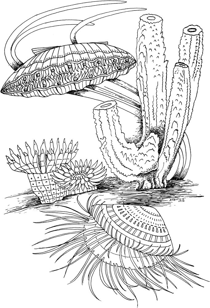 Clam Shell And Marine Life Coloring Page Md Coloring Page — Free Printable — free printable coloring page