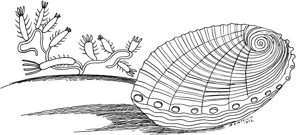 Clam Underwater Coloring Page Md Coloring Page — Free Printable — free printable coloring page