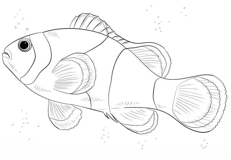 Clown Fish Coloring Page Md Coloring Page — Free Printable — free printable coloring page