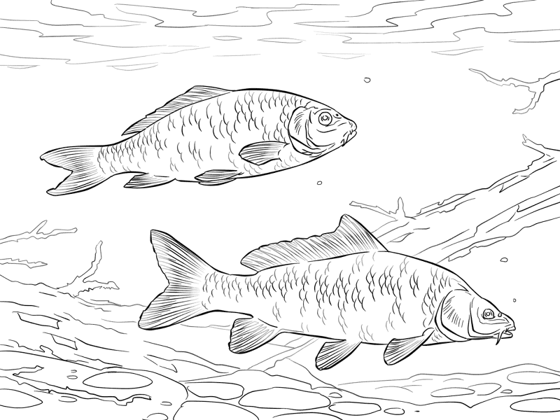 Common Carps Coloring Page Md Coloring Page — Free Printable — free printable coloring page