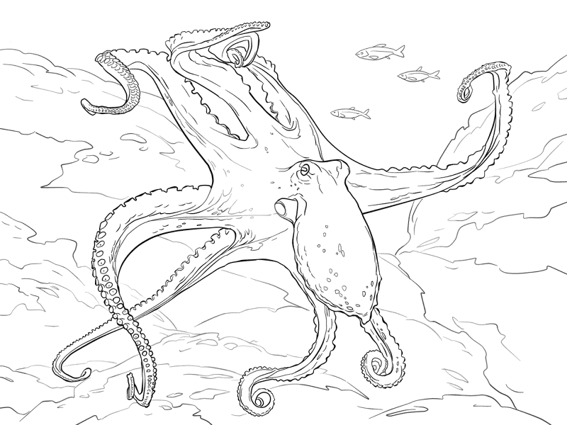 Common Octopus Coloring Pages Md Coloring Page — Free Printable — free printable coloring page