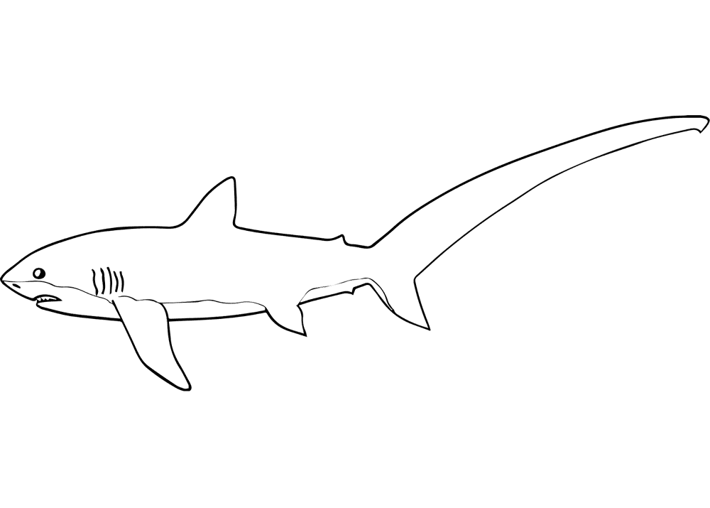 Common Shark Thresher Coloring Page Md Coloring Page — Free Printable — free printable coloring page