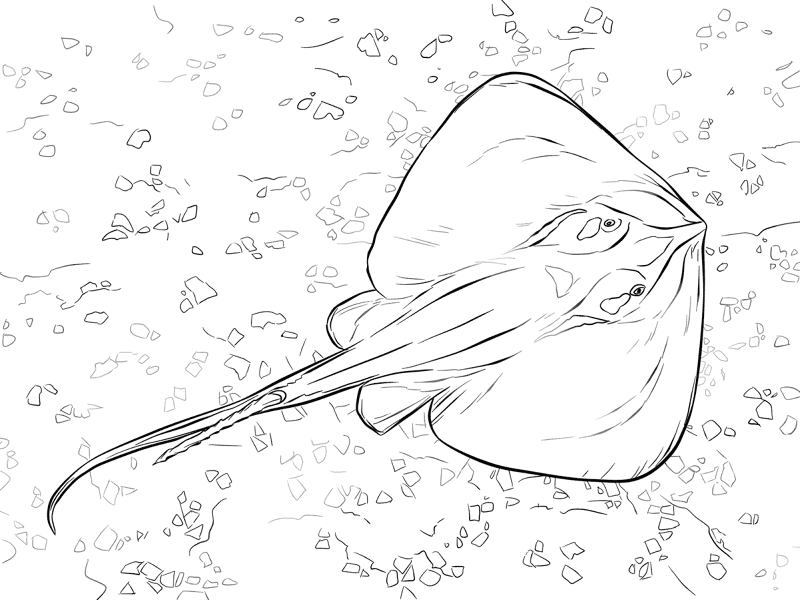 Common Stingray Coloring Pages Md Coloring Page — Free Printable — free printable coloring page