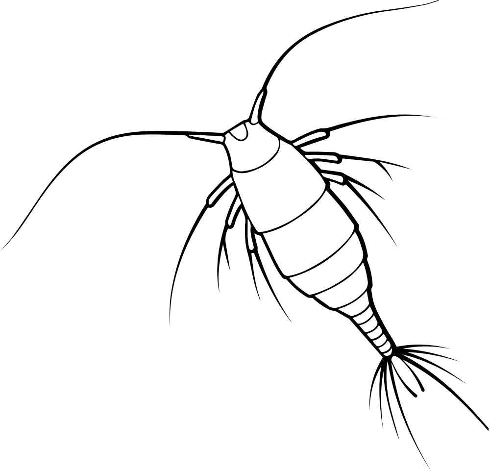 Copepod Coloring Page Md Coloring Page — Free Printable — free printable coloring page