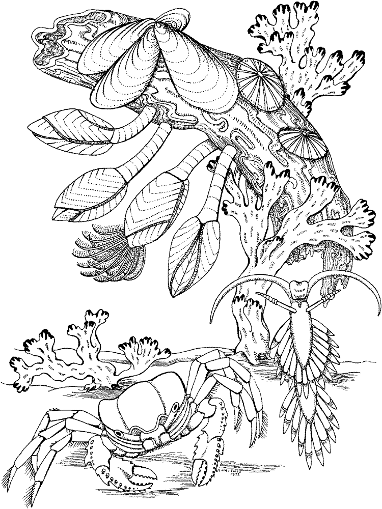 Crab 5 Coloring Page Md Coloring Page — Free Printable — free printable coloring page