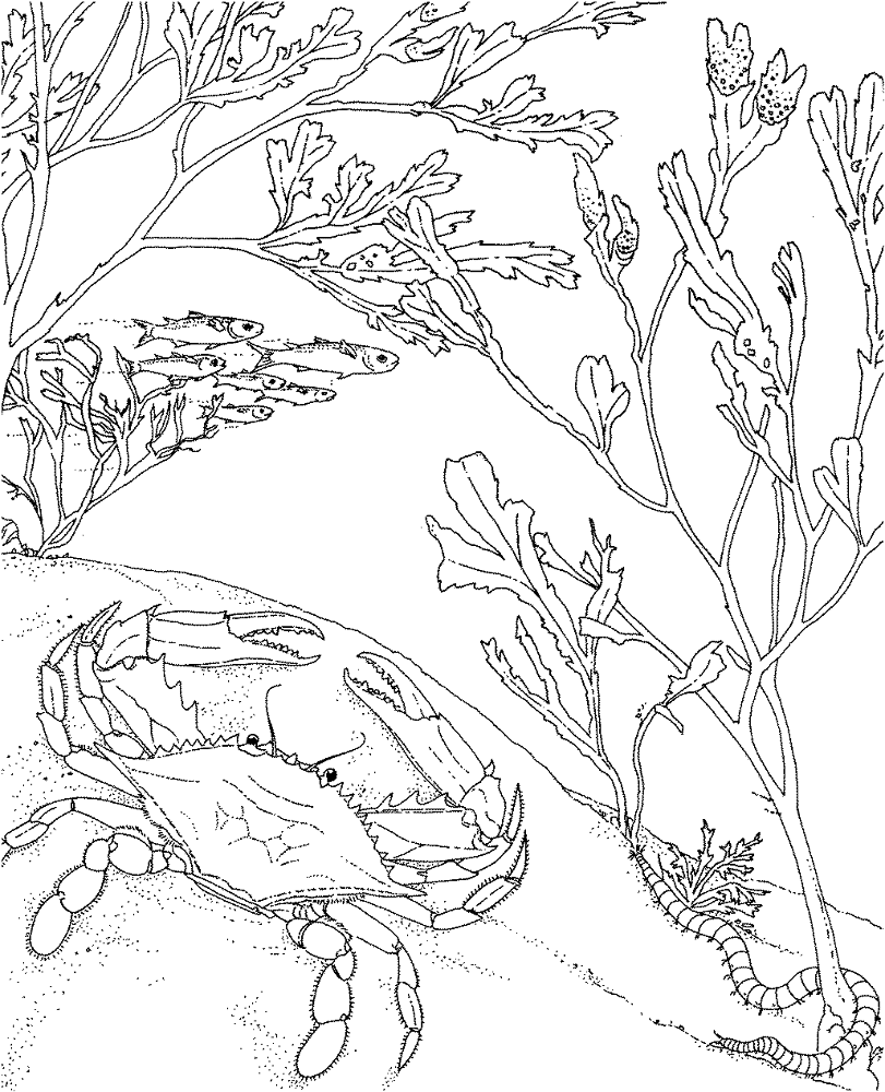 Crab In The Sea Coloring Page Md Coloring Page — Free Printable — free printable coloring page
