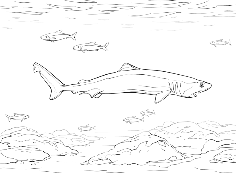 Crocodile Shark Coloring Pages Md Coloring Page — Free Printable — free printable coloring page
