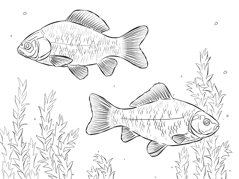 Crucian Carps Coloring Pages Md Coloring Page — Free Printable — free printable coloring page