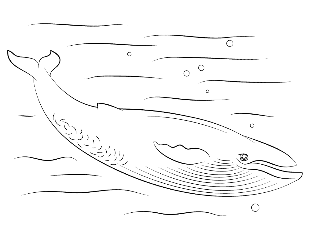 Cute Blue Whale Coloring Pages Md Coloring Page — Free Printable — free printable coloring page