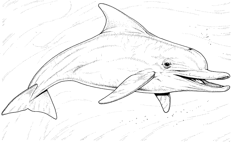 Dolphin 12 Coloring Page Md Coloring Page — Free Printable — free printable coloring page