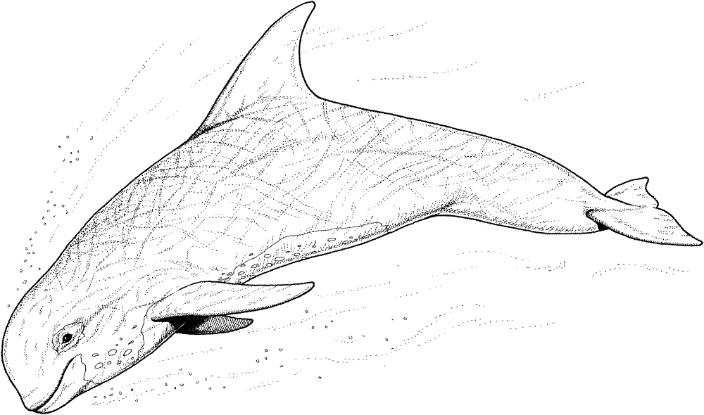 Dolphin 18 Coloring Page Md Coloring Page — Free Printable — free printable coloring page