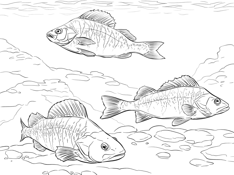 European Perch Coloring Pages Md Coloring Page — Free Printable — free printable coloring page