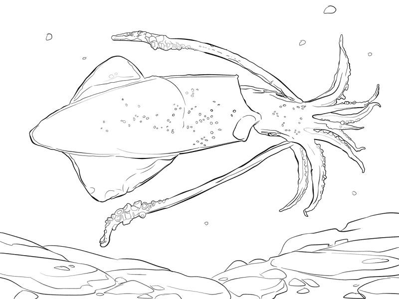 European Squid Coloring Pages Md Coloring Page — Free Printable — free printable coloring page
