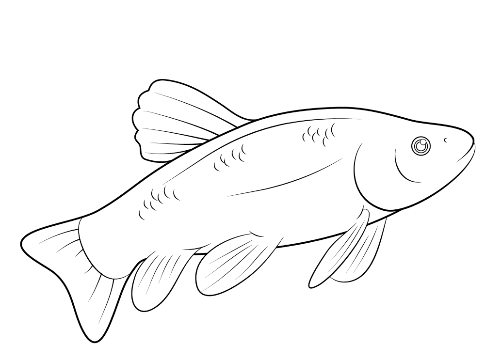 Fish Coloring Page Md Coloring Page — Free Printable — free printable coloring page