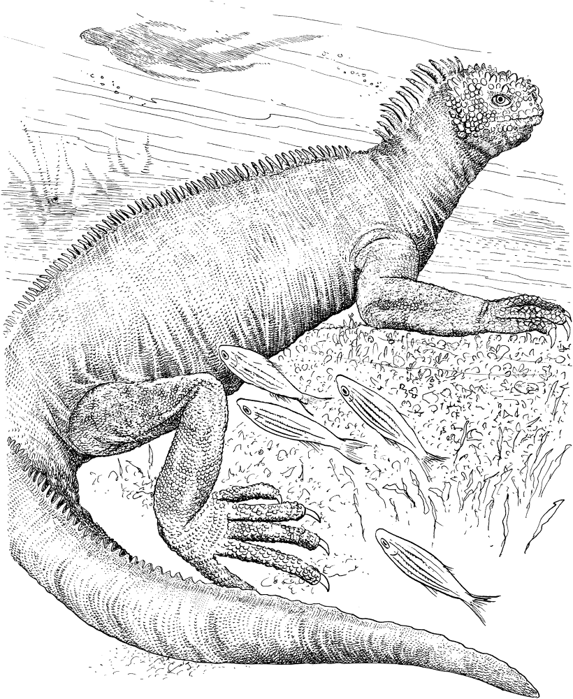 Galapagos Marine Iguana Coloring Page Md Coloring Page — Free Printable — free printable coloring page