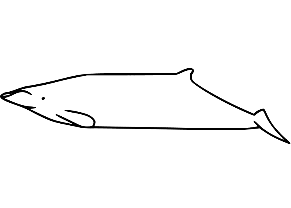 Ginkgo Toothed Beaked Whale Coloring Page Md Coloring Page — Free Printable — free printable coloring page