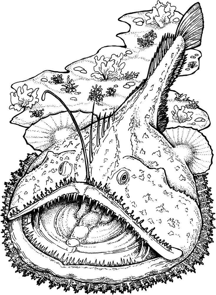 Goosefish Coloring Page Md Coloring Page — Free Printable — free printable coloring page