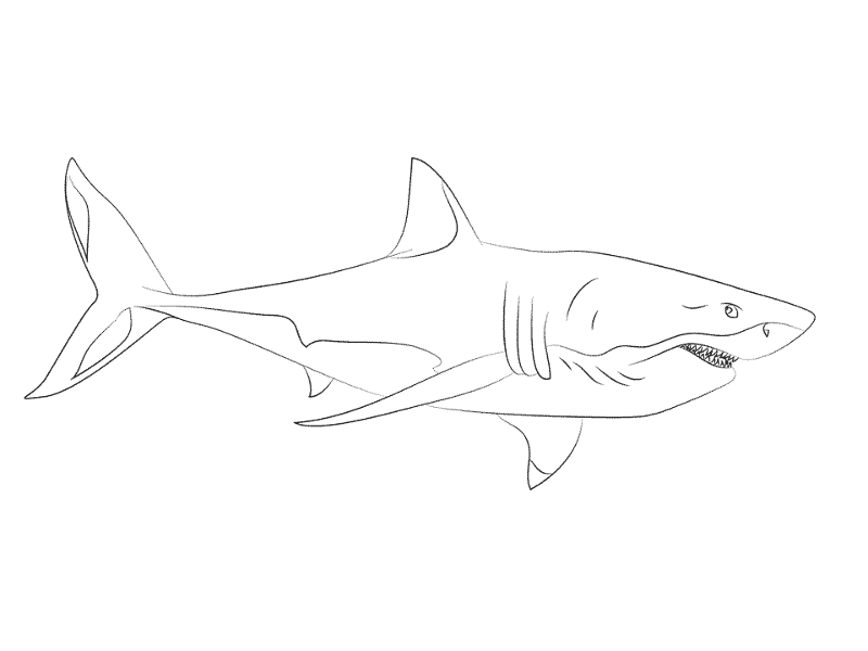 Great White Shark Coloring Pages Md Coloring Page — Free Printable — free printable coloring page