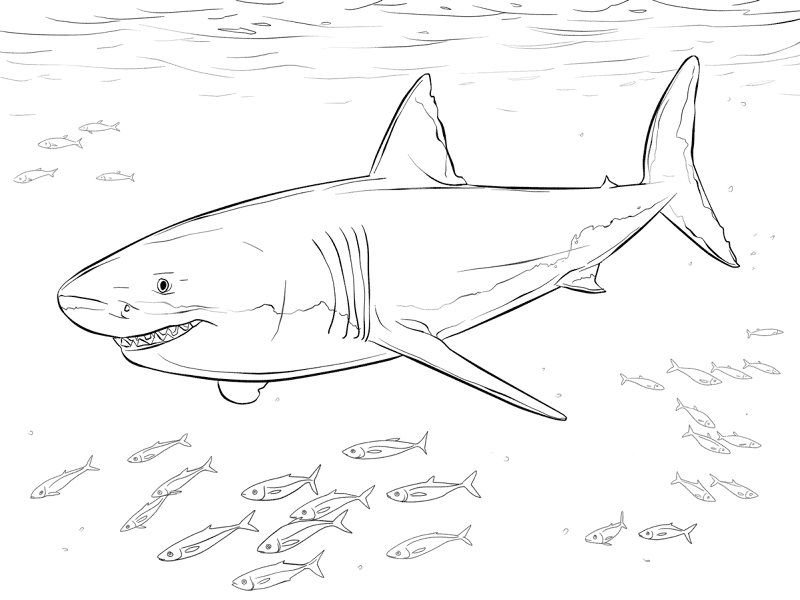 Great White Shark With Pilot Fishes Coloring Pages Md Coloring Page — Free Printable — free printable coloring page