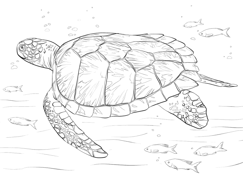 Green Sea Turtle Coloring Pages Md Coloring Page — Free Printable — free printable coloring page